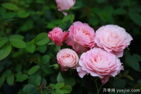 推薦8個勤花月季品種，輕松爆盆，***值得擁有(圖7)