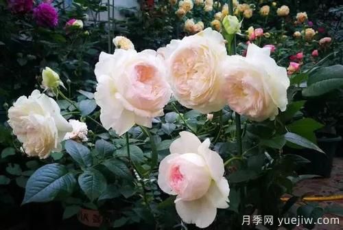 推薦6種濃香型月季，讓你愛不釋手(圖5)