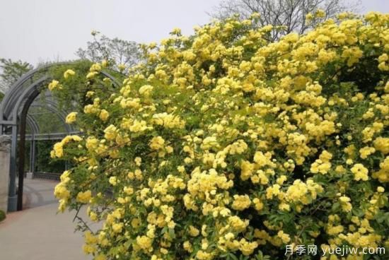黃木香號(hào)稱開(kāi)花勞模，耐寒耐熱養(yǎng)護(hù)簡(jiǎn)單(圖2)