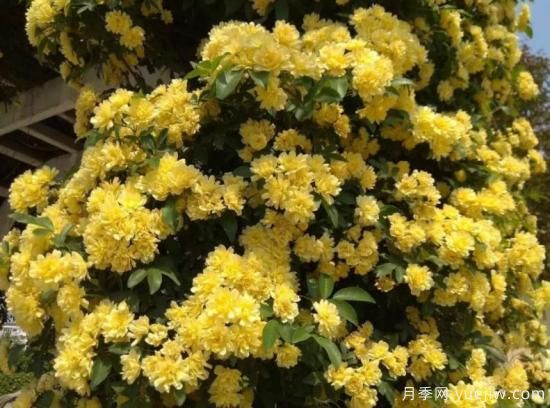 黃木香號(hào)稱開(kāi)花勞模，耐寒耐熱養(yǎng)護(hù)簡(jiǎn)單(圖3)