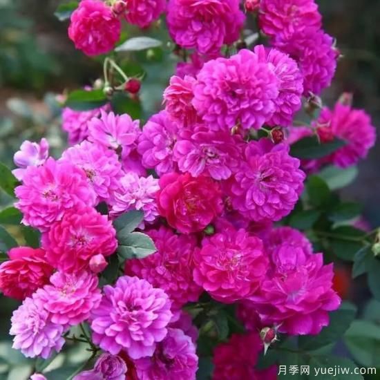 月季花友們，這些經(jīng)典月季品種你值得擁有(圖1)