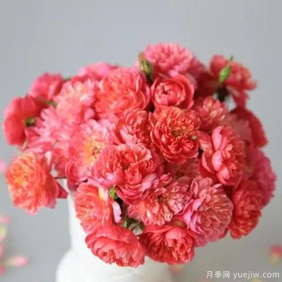 月季花友們，這些經(jīng)典月季品種你值得擁有(圖3)