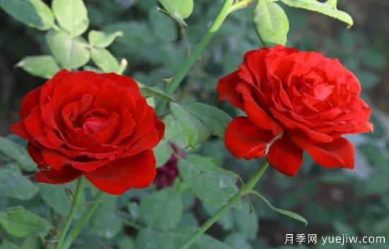 月季盲枝原因，月季盲枝解決方法(圖1)