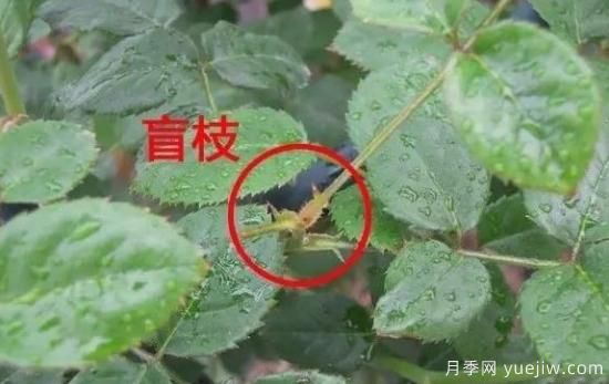 月季盲枝原因，月季盲枝解決方法(圖2)