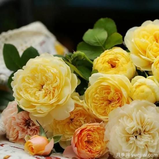 月季花友們，這些經(jīng)典月季品種你值得擁有(圖4)