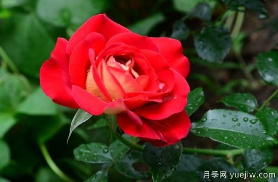 月季盲枝原因，月季盲枝解決方法(圖4)
