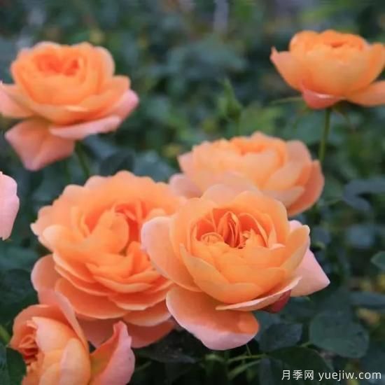 月季花友們，這些經(jīng)典月季品種你值得擁有(圖5)