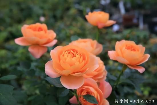 強烈推薦的11種月季花，陽臺變花園不是夢(圖1)