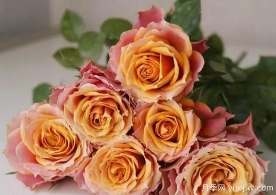 月季花友們，這些經(jīng)典月季品種你值得擁有(圖6)