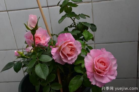 強烈推薦的11種月季花，陽臺變花園不是夢(圖3)