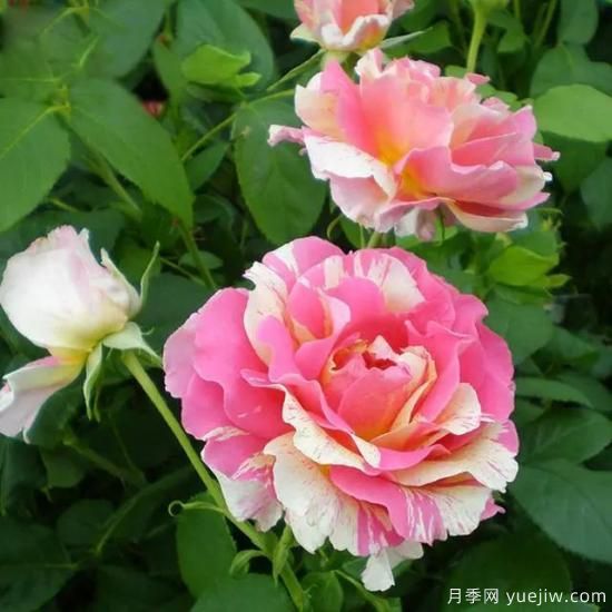 月季花友們，這些經(jīng)典月季品種你值得擁有(圖7)