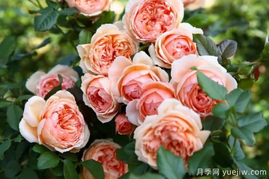 強烈推薦的11種月季花，陽臺變花園不是夢(圖2)