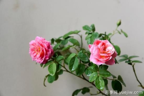 強烈推薦的11種月季花，陽臺變花園不是夢(圖4)