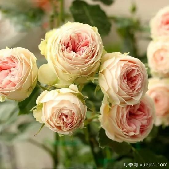 月季花友們，這些經(jīng)典月季品種你值得擁有(圖8)