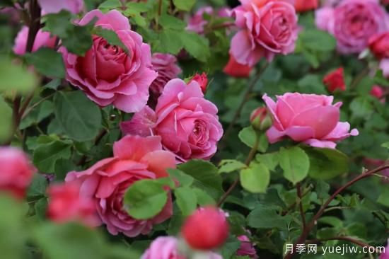 強烈推薦的11種月季花，陽臺變花園不是夢(圖5)