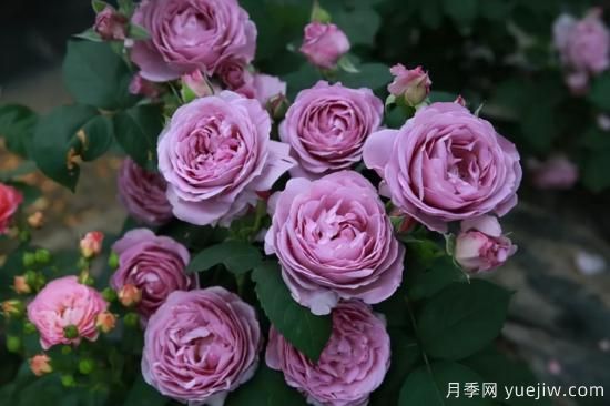 強烈推薦的11種月季花，陽臺變花園不是夢(圖7)