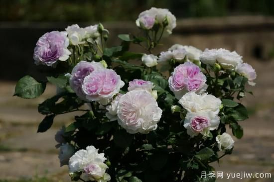 強烈推薦的11種月季花，陽臺變花園不是夢(圖8)
