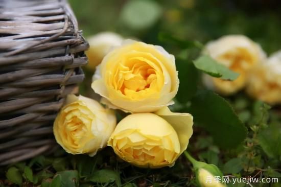 強烈推薦的11種月季花，陽臺變花園不是夢(圖9)