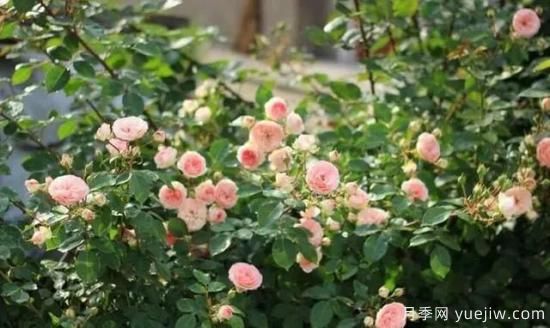 月季花友們，這些經(jīng)典月季品種你值得擁有(圖13)