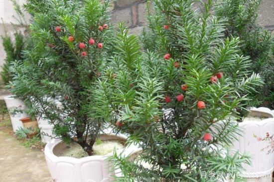 紅豆杉價格多少錢一棵？南陽紅豆杉樹苗價格(圖2)