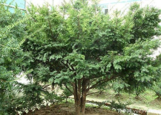 紅豆杉價格多少錢一棵？南陽紅豆杉樹苗價格(圖3)