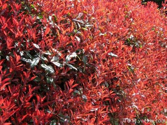 紅葉石楠***好的品種是紅羅賓還是紅唇嗎？(圖1)