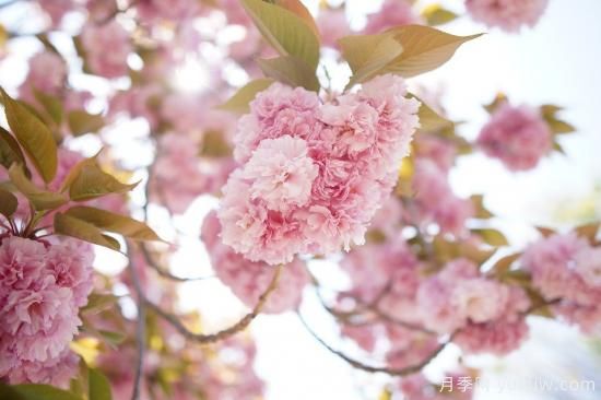 中國本土40個花卉品種介紹，我國是世界花園之母(圖18)