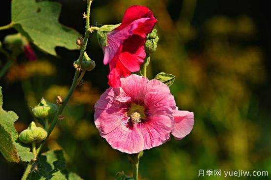中國本土40個花卉品種介紹，我國是世界花園之母(圖19)