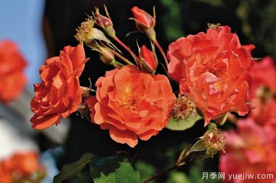 中國本土40個花卉品種介紹，我國是世界花園之母(圖23)