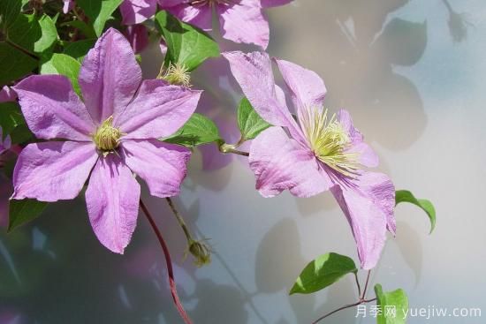 中國本土40個花卉品種介紹，我國是世界花園之母(圖22)