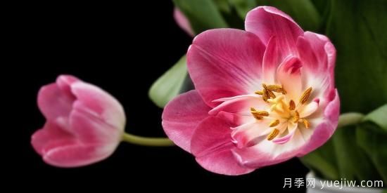 中國本土40個花卉品種介紹，我國是世界花園之母(圖24)