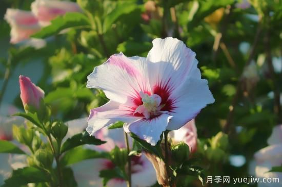中國本土40個花卉品種介紹，我國是世界花園之母(圖25)