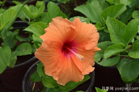 中國本土40個花卉品種介紹，我國是世界花園之母(圖26)