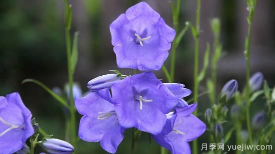 中國本土40個花卉品種介紹，我國是世界花園之母(圖27)