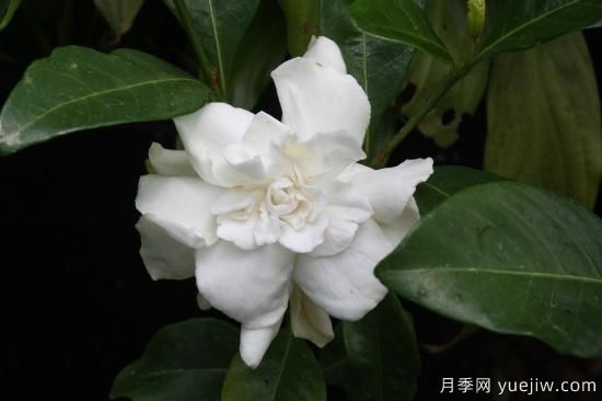 中國本土40個花卉品種介紹，我國是世界花園之母(圖29)