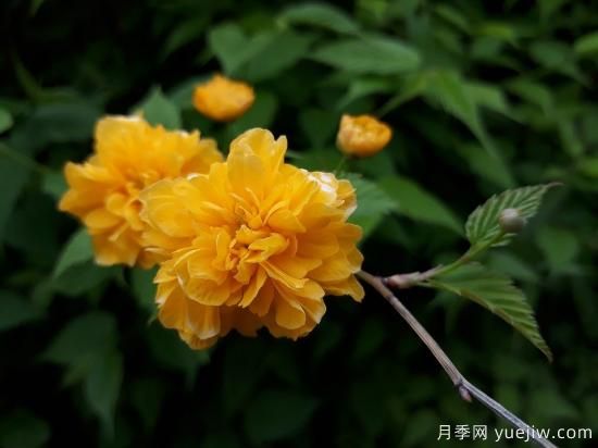 中國本土40個花卉品種介紹，我國是世界花園之母(圖31)