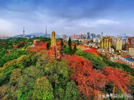 廣州常見花木，花城看花都看什么花(圖1)