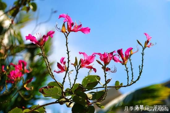 廣州常見花木，花城看花都看什么花(圖2)
