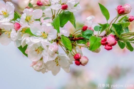 中國本土40個花卉品種介紹，我國是世界花園之母(圖32)