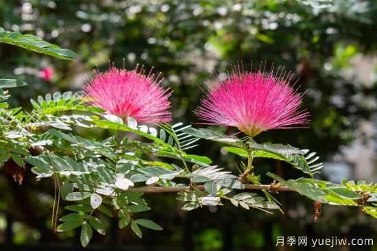 中國本土40個花卉品種介紹，我國是世界花園之母(圖33)
