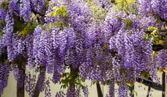 中國本土40個花卉品種介紹，我國是世界花園之母(圖34)
