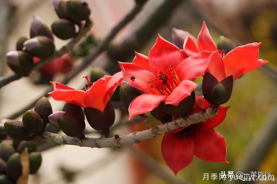 廣州常見花木，花城看花都看什么花(圖4)