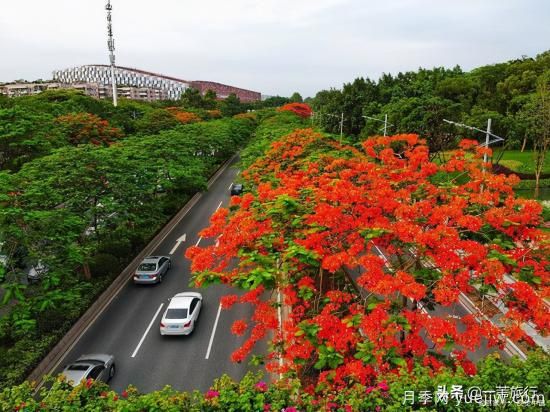 廣州常見花木，花城看花都看什么花(圖6)