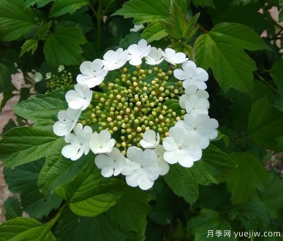 中國本土40個花卉品種介紹，我國是世界花園之母(圖36)
