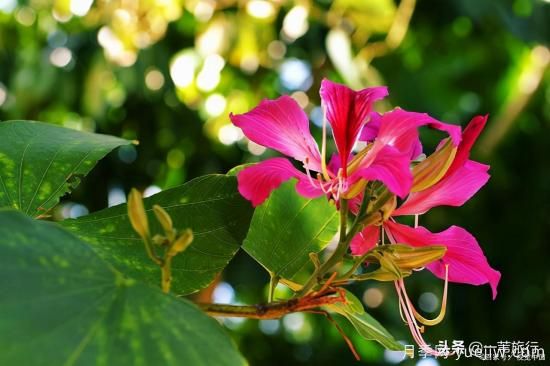 廣州常見花木，花城看花都看什么花(圖7)