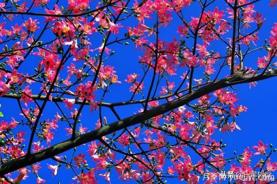 廣州常見花木，花城看花都看什么花(圖8)