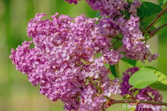 中國本土40個花卉品種介紹，我國是世界花園之母(圖40)