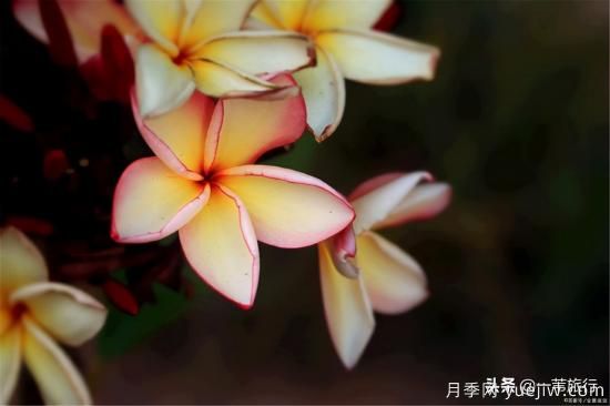 廣州常見花木，花城看花都看什么花(圖10)