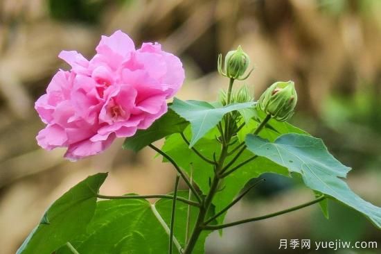 中國本土40個花卉品種介紹，我國是世界花園之母(圖38)