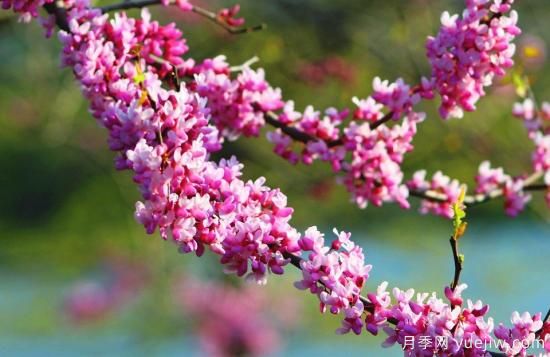 中國本土40個花卉品種介紹，我國是世界花園之母(圖39)